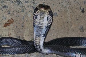 Wikipedia's picture of a Chinese or Taiwan Cobra